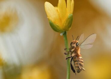 Цветочная пыльца – польза, хранение, лечебные свойства