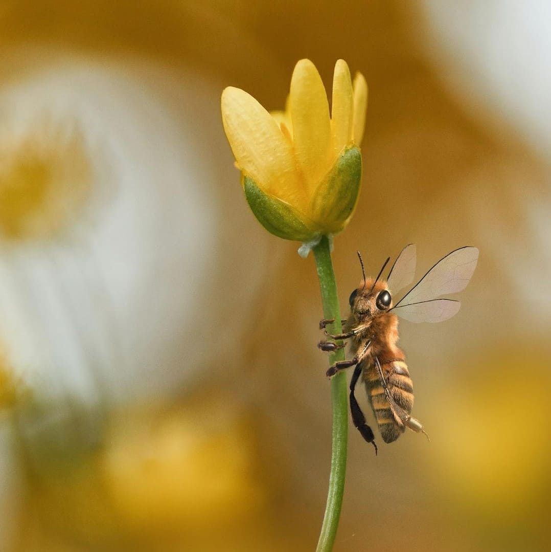 Цветочная пыльца – польза, хранение, лечебные свойства