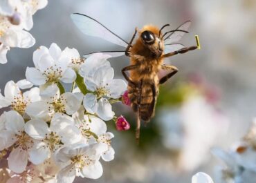 Пчелиный мед – сладкое лекарство